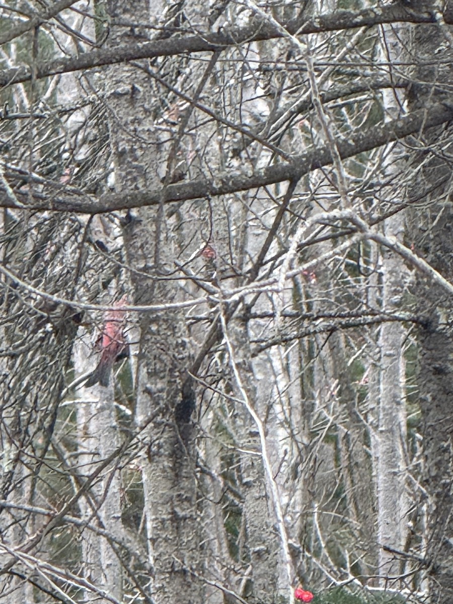 Tayga Çütresi - ML645734286