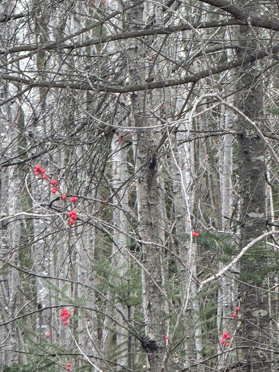 Tayga Çütresi - ML645734287