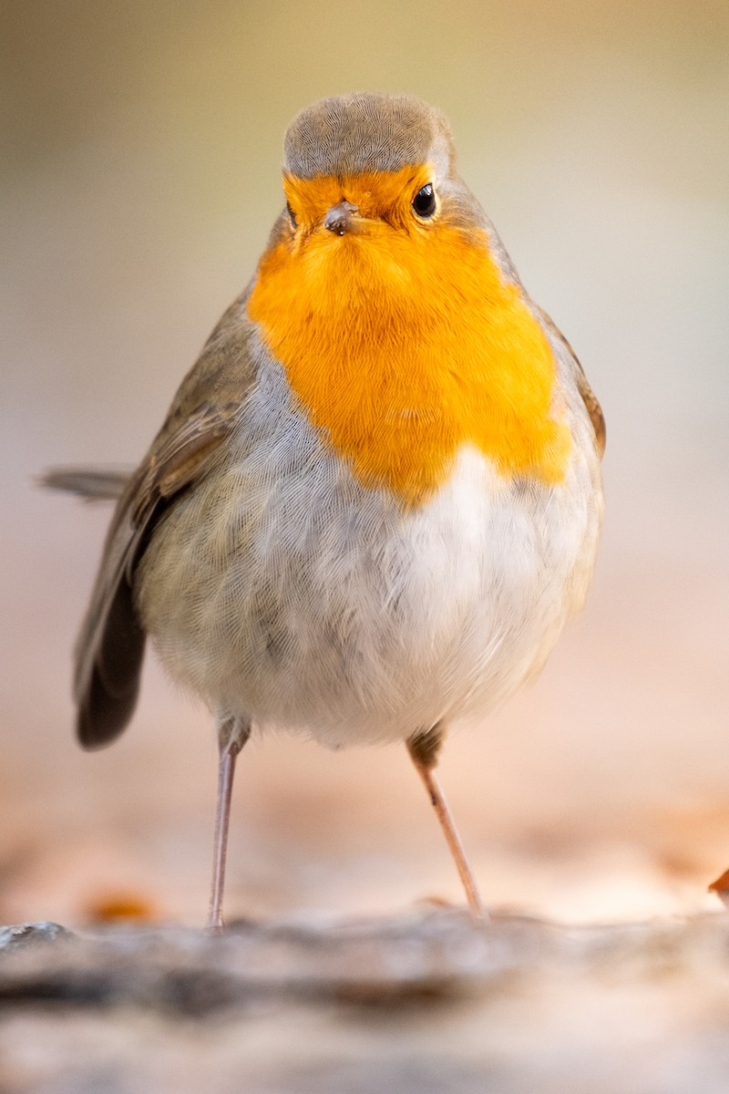 European Robin - ML645734290