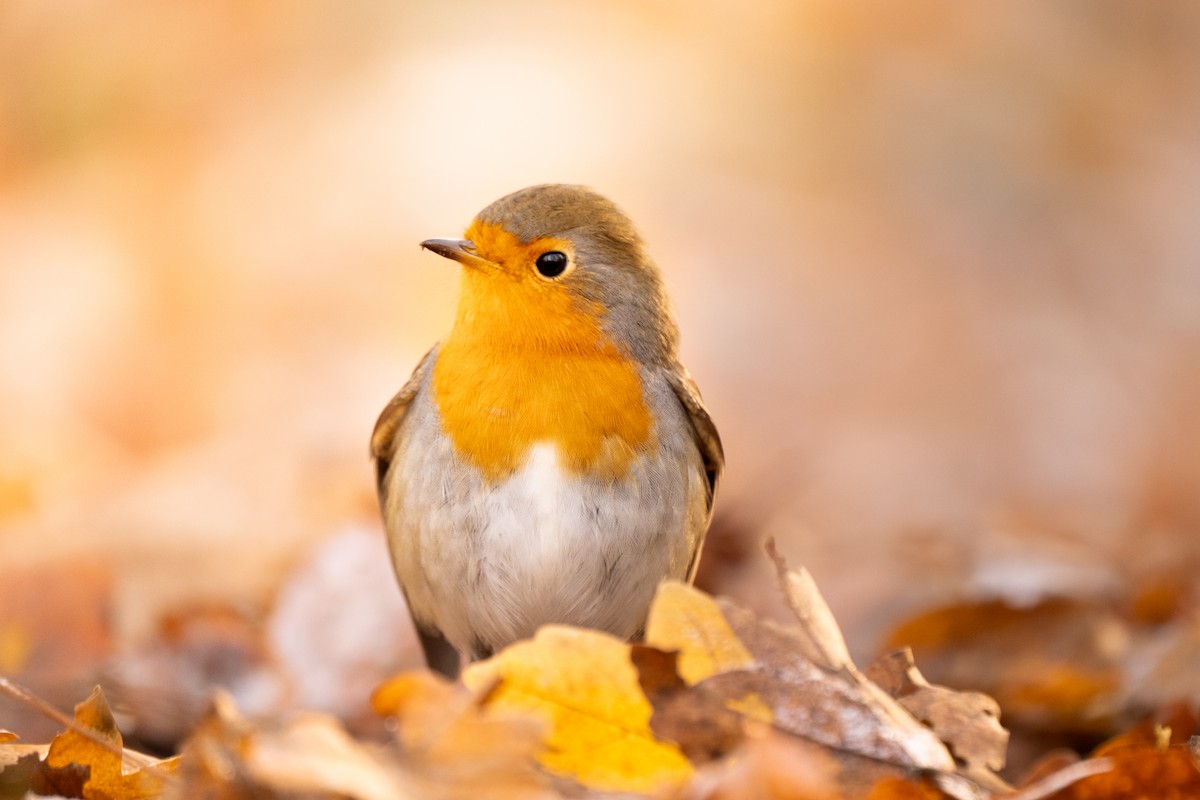 European Robin - ML645734291