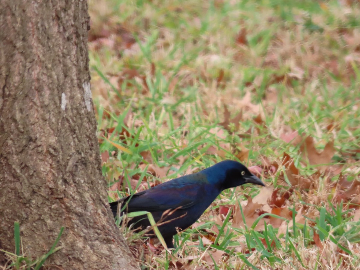 Common Grackle - ML645734292