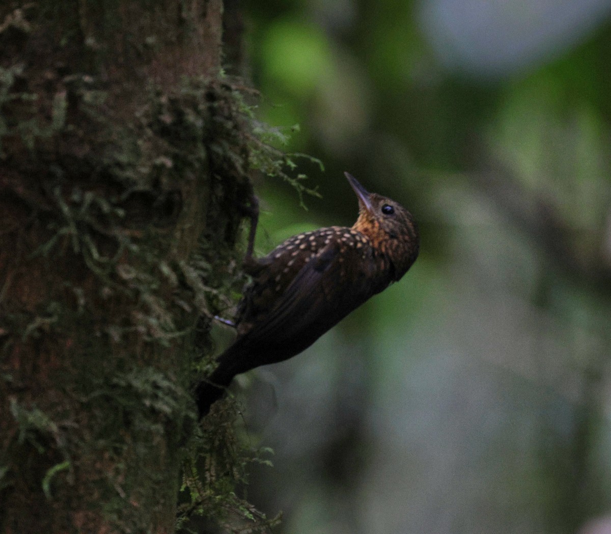 Spotted Barbtail - ML645734304