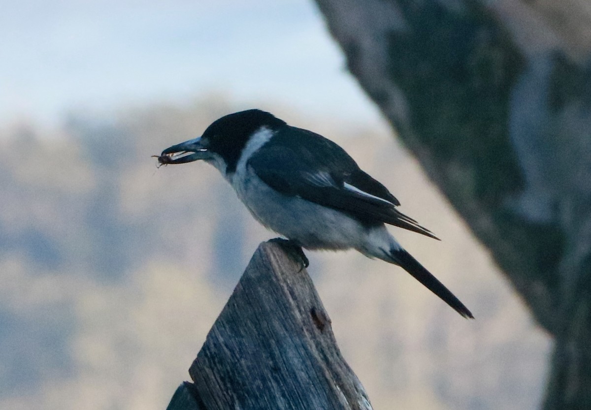 Graurücken-Krähenstar - ML645734322