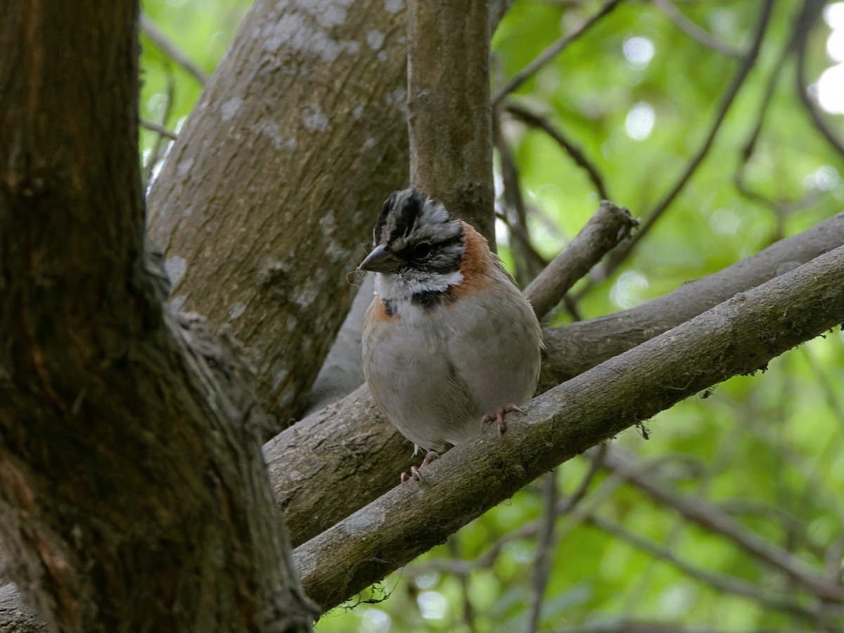 Rufous-collared Sparrow - ML645734349