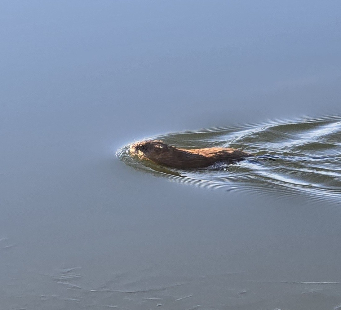 Muskrat - ML645734369