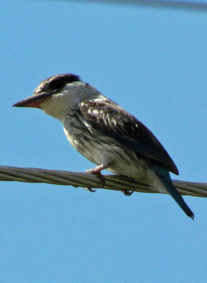 Striped Kingfisher - ML645734379
