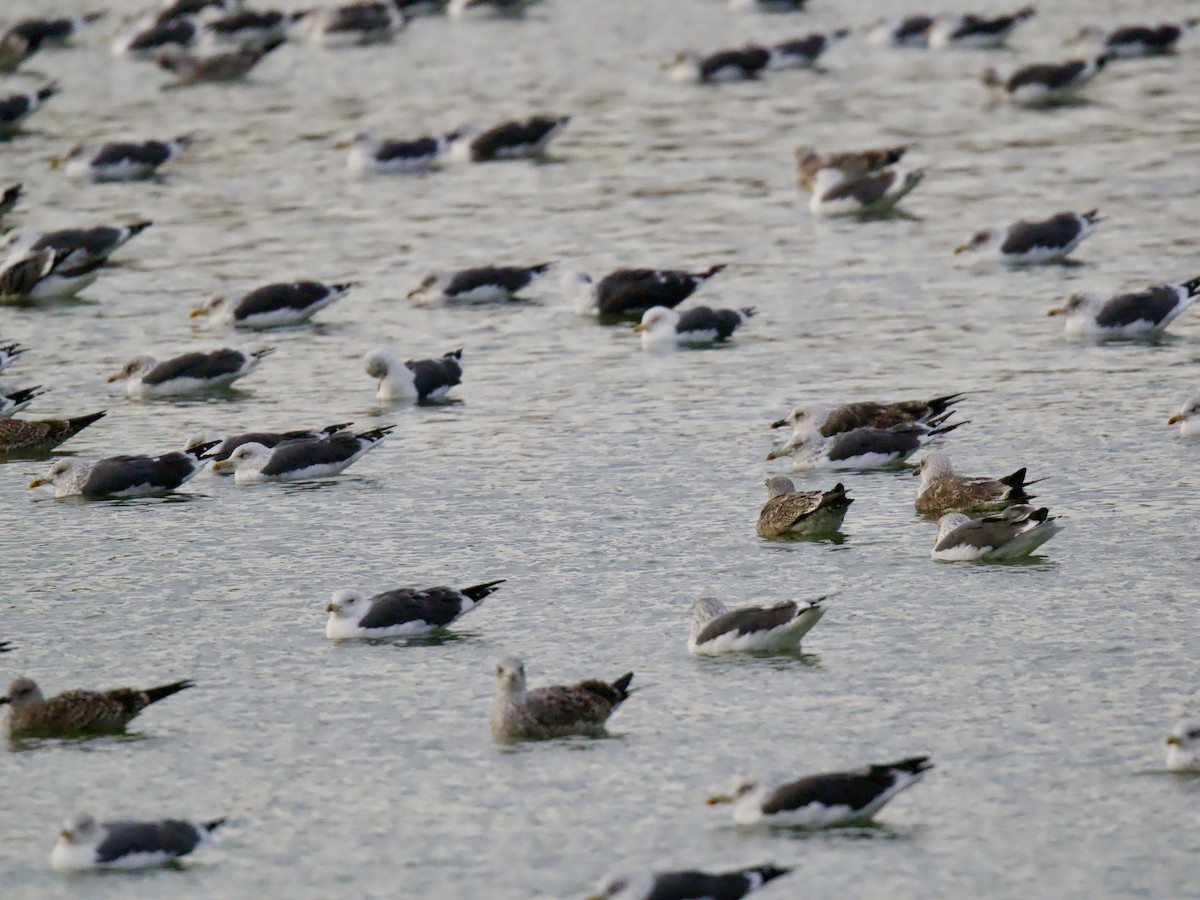 小黑背鷗 - ML645734380