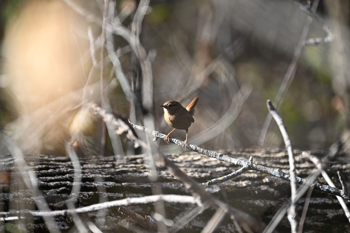 Winter Wren - ML645734383