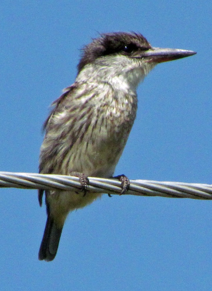 Striped Kingfisher - ML645734389