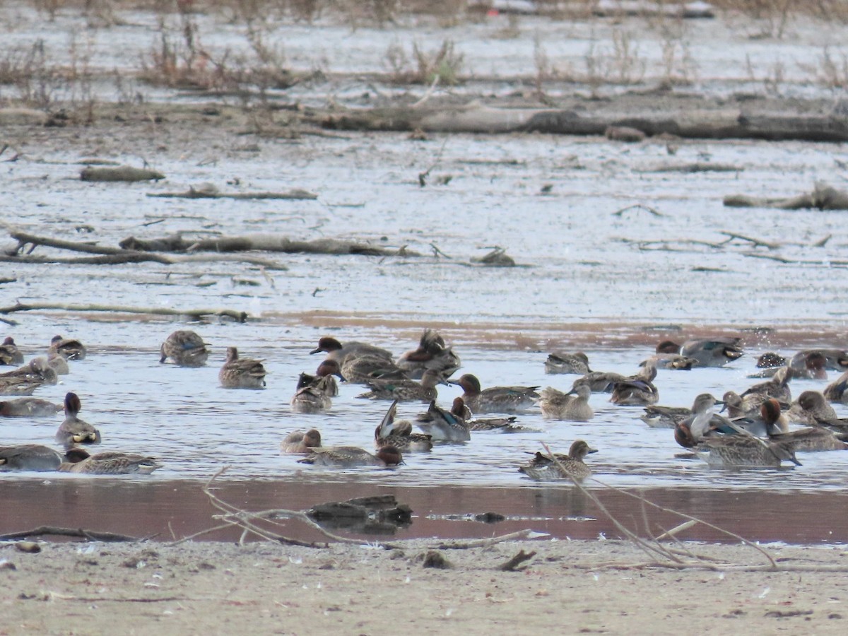 小水鴨 - ML645734394