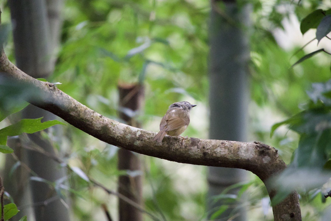Huet's Fulvetta - ML645734395