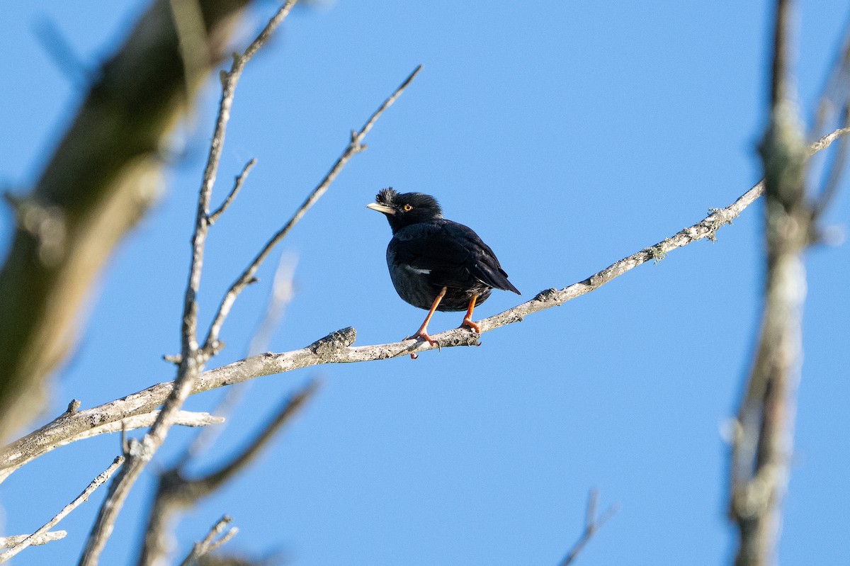 八哥(冠八哥) - ML645734396