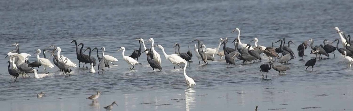 Western Reef-Heron - ML645734397