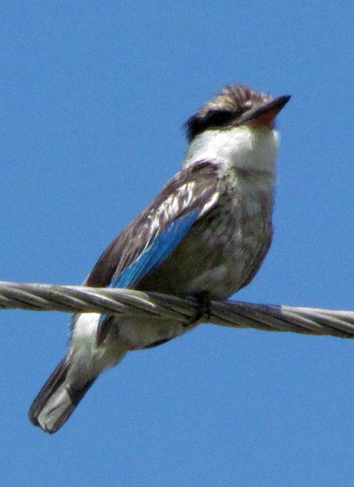 Striped Kingfisher - ML645734398