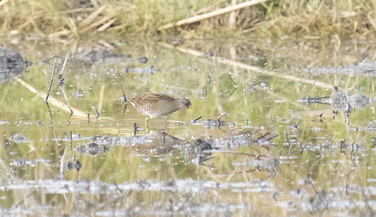 Spotted Crake - ML645734414