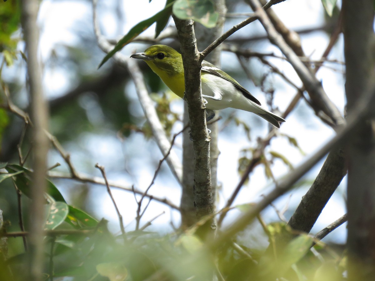 Yellow-throated Vireo - ML645734420