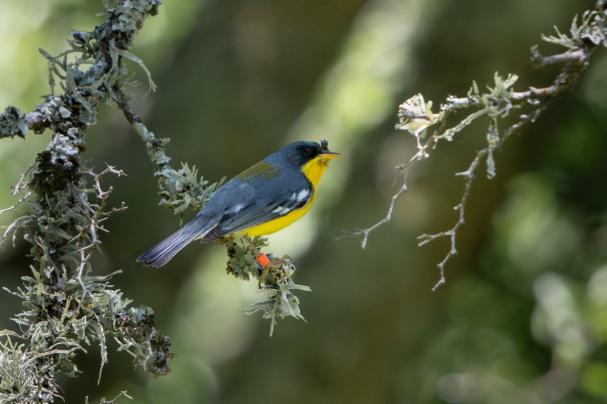 Tropical Parula - ML645734421