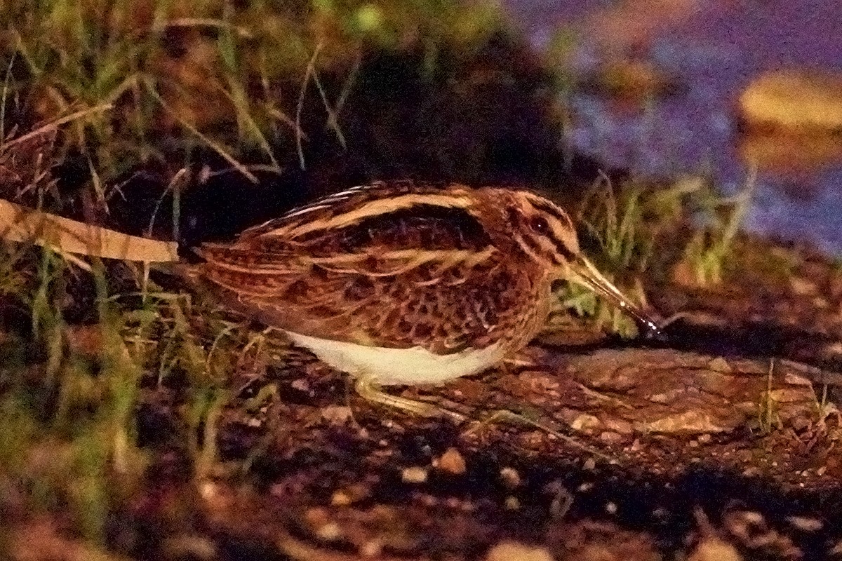 Jack Snipe - ML645734422