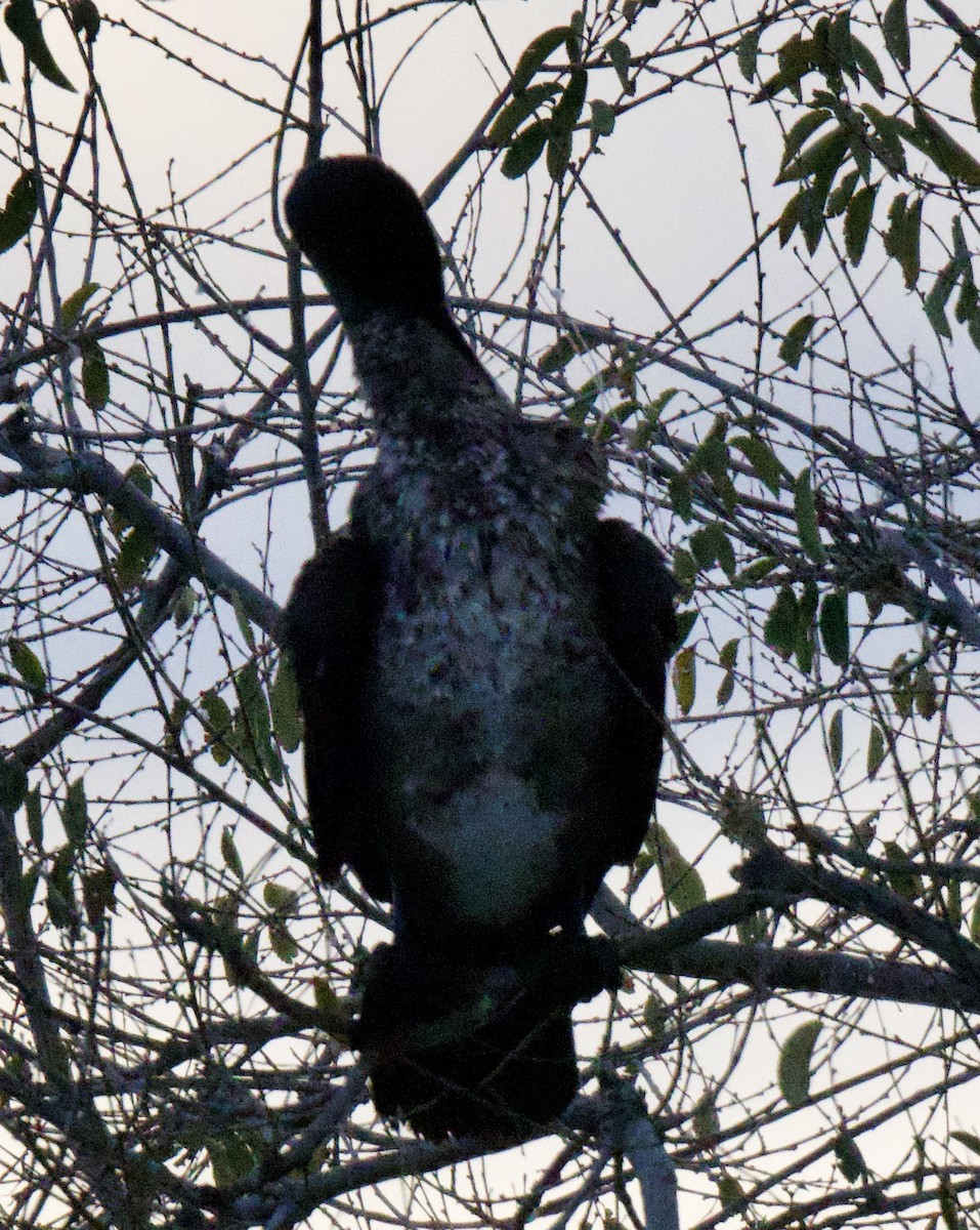 鸕鷀 - ML645734424