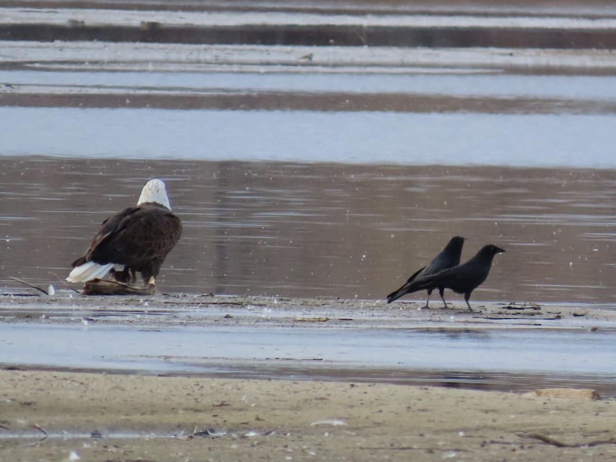 Bald Eagle - ML645734425