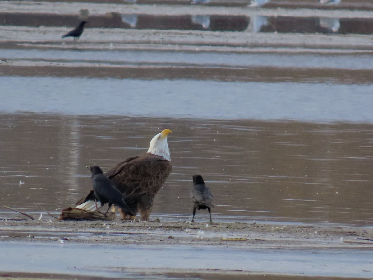 Bald Eagle - ML645734426