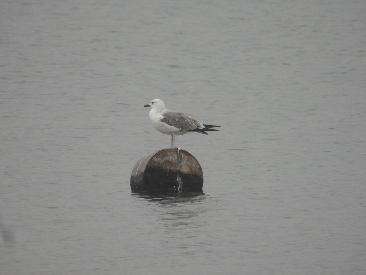 Caspian Gull - ML645734427