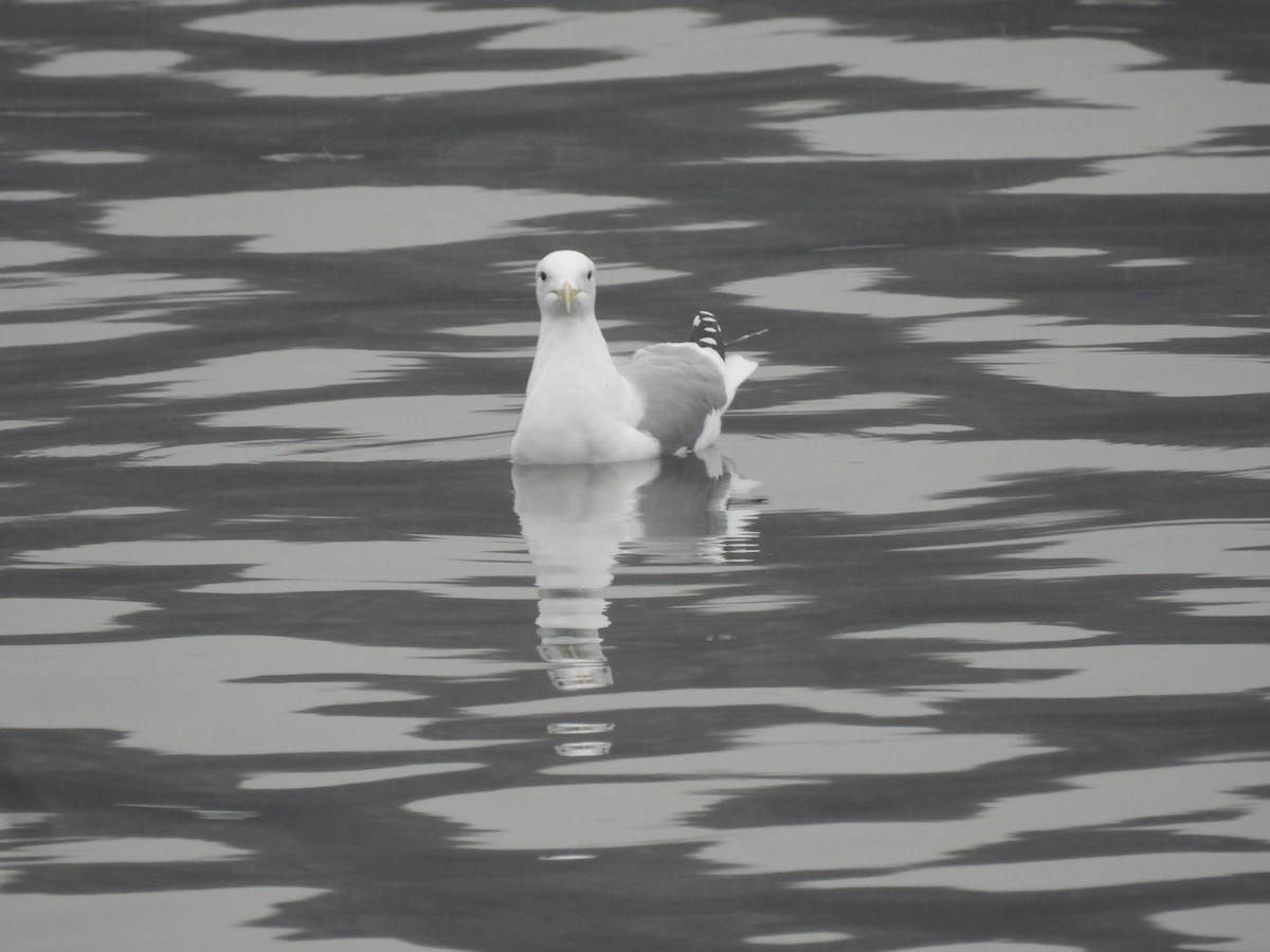 Caspian Gull - ML645734428