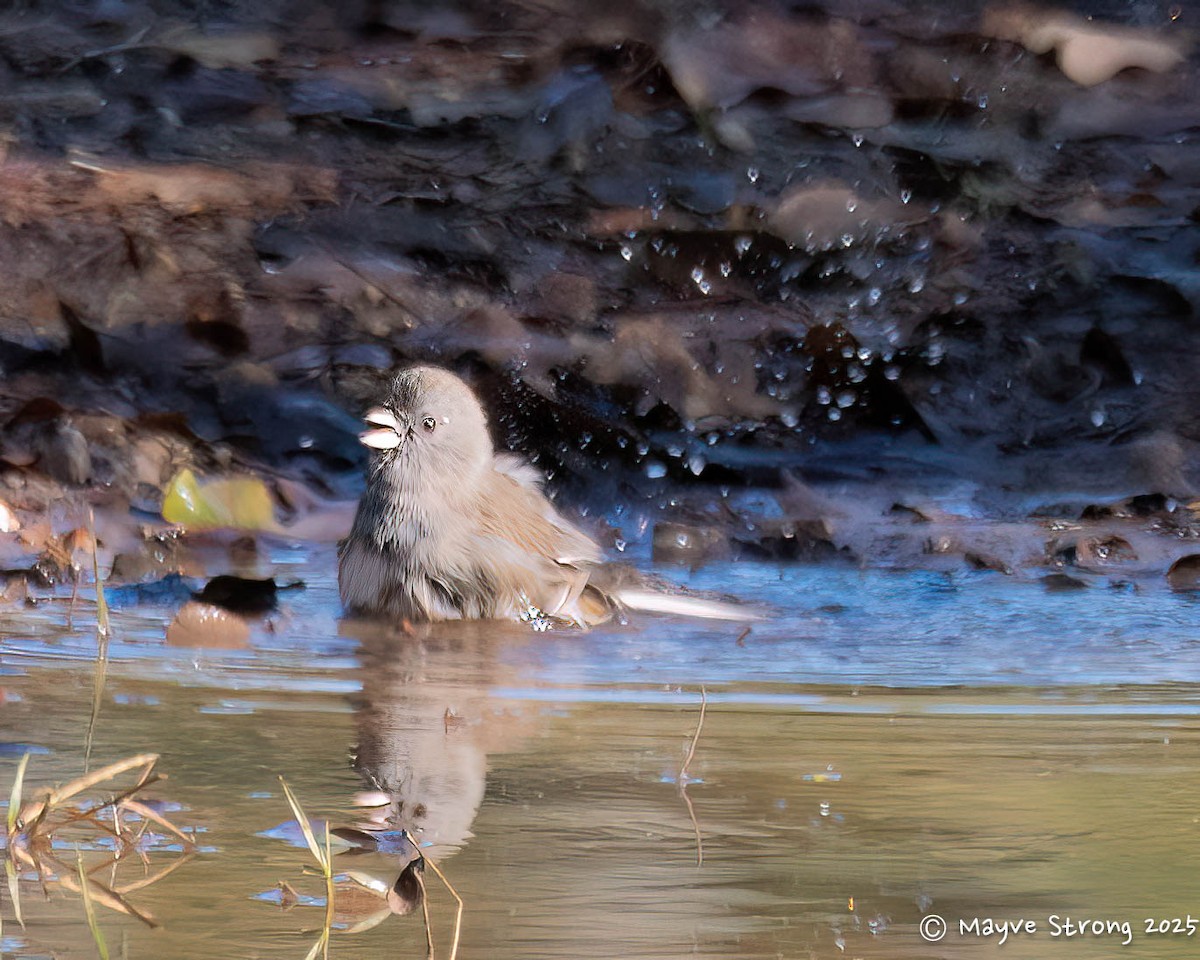 Dark-eyed Junco - ML645734431