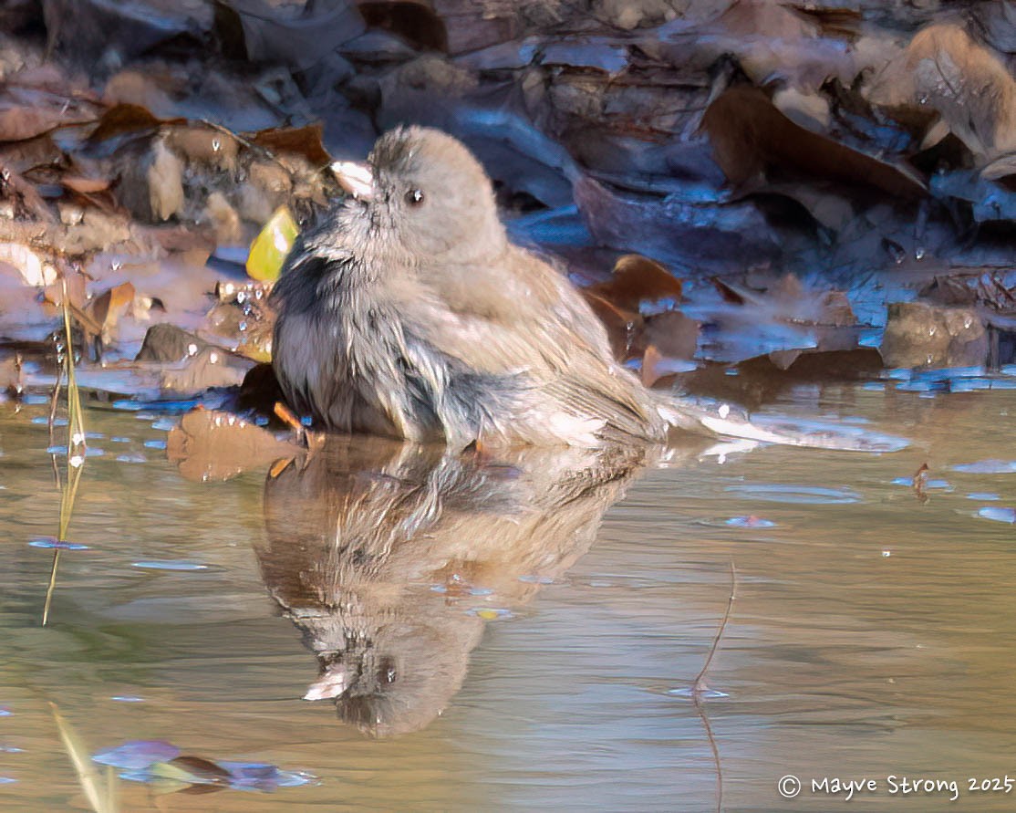 Dark-eyed Junco - ML645734432