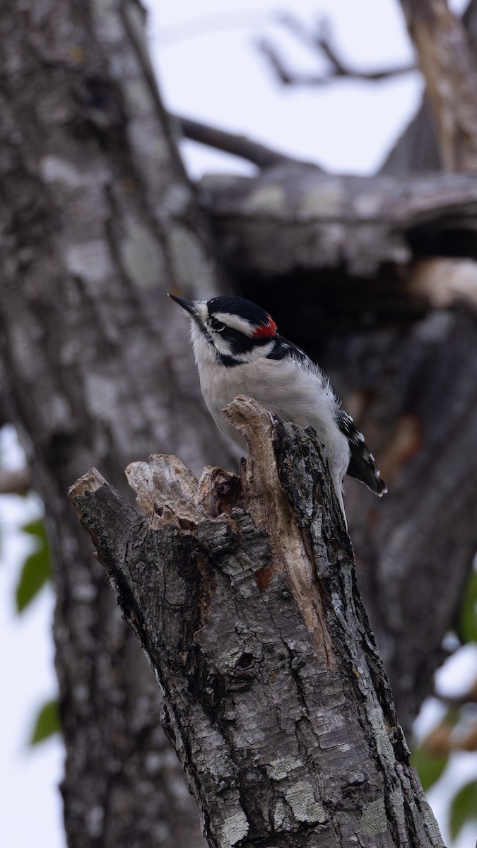 Downy Woodpecker - ML645734433