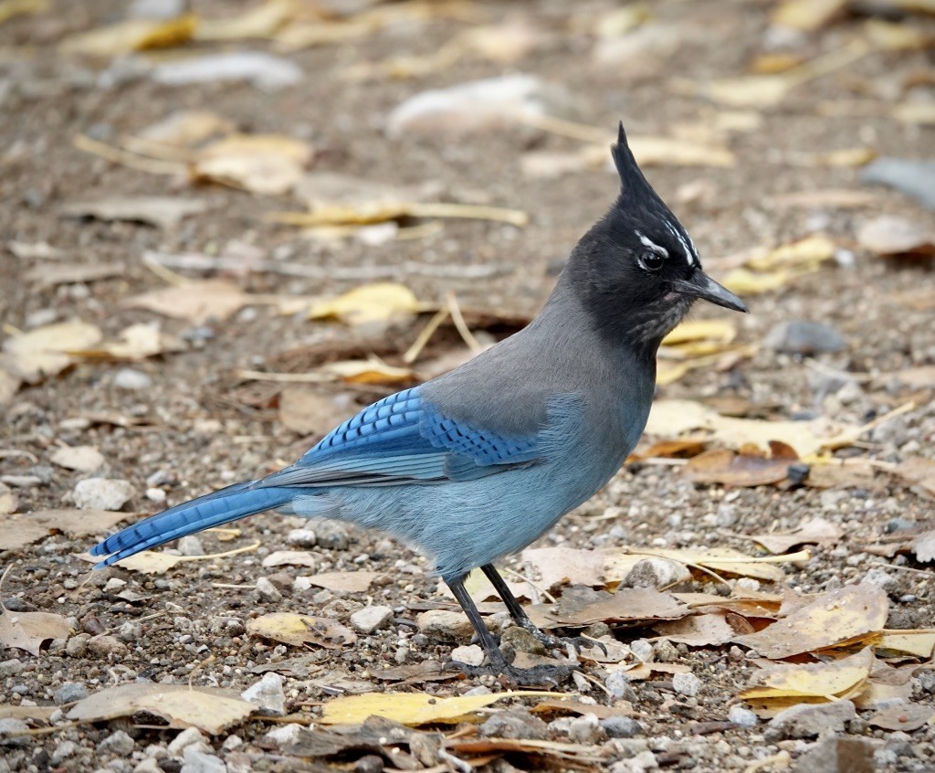 Steller's Jay (Southwest Interior) - ML645734434