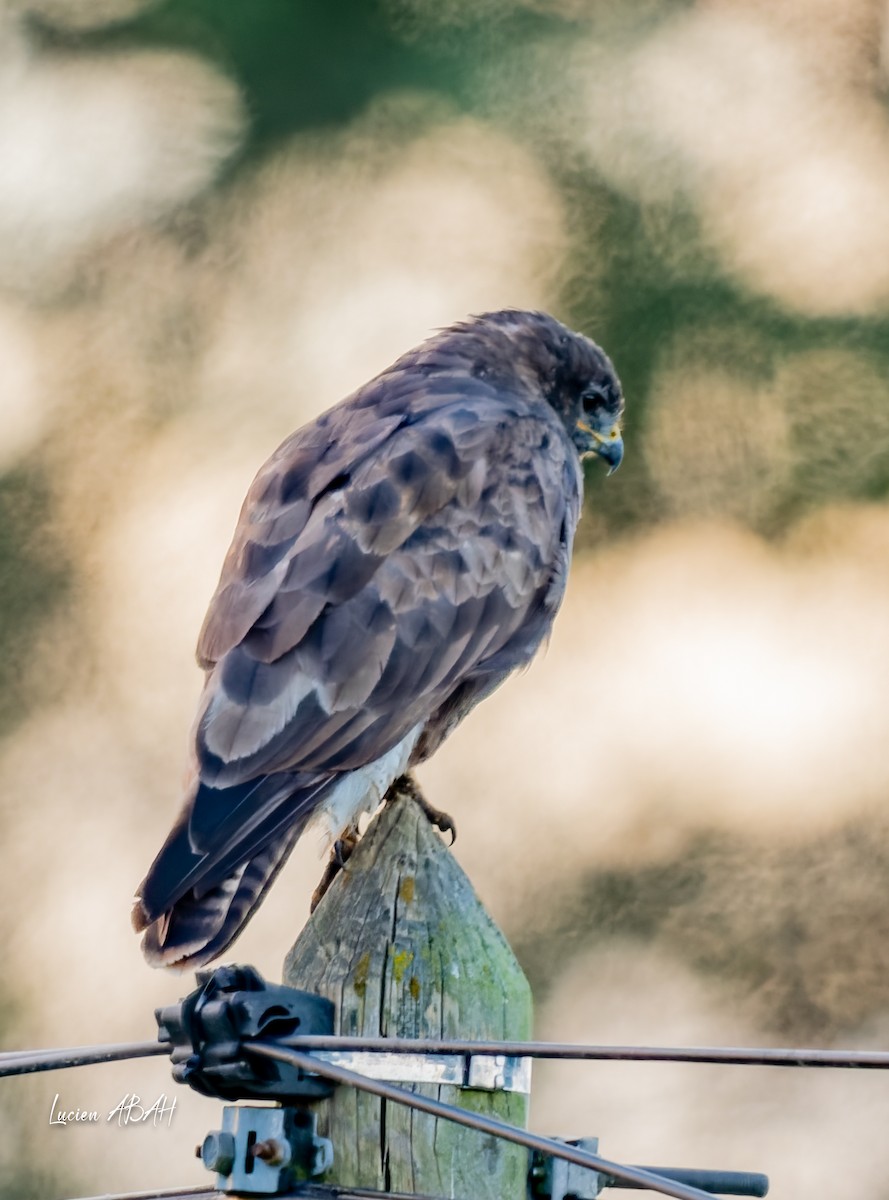 歐亞鵟 - ML645734435