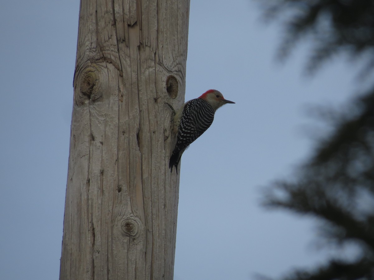 Red-bellied Woodpecker - ML645734453