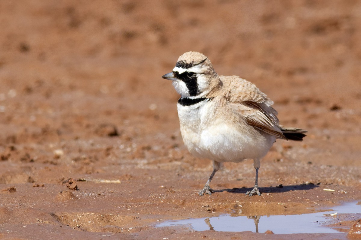 Temminck's Lark - ML645734473