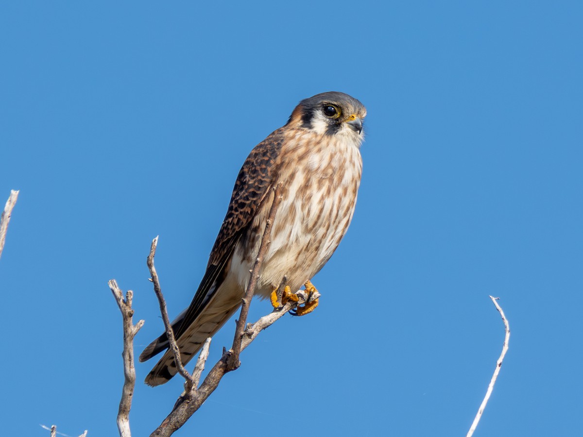 American Kestrel - ML645734477
