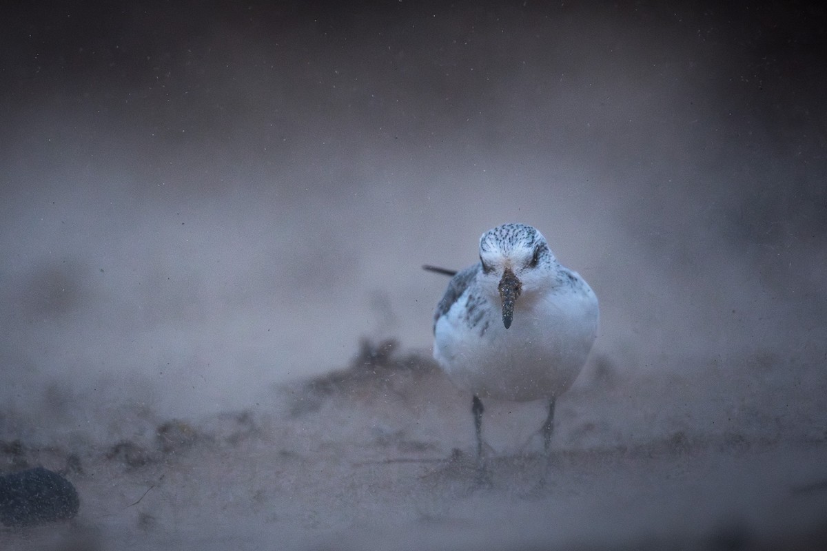 Песчанка - ML645734485
