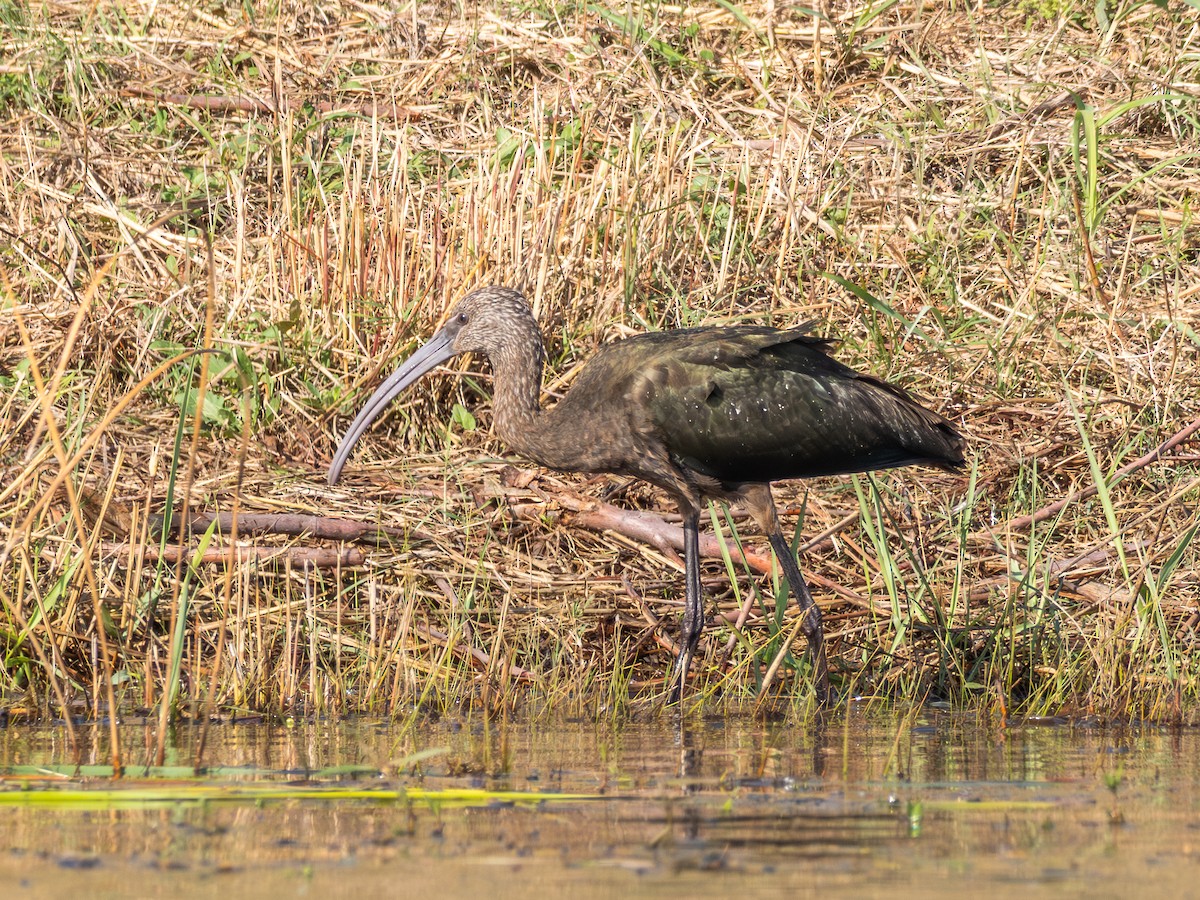 White-faced Ibis - ML645734486