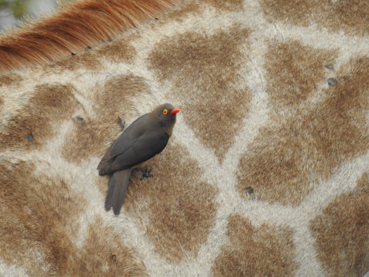 rødnebboksehakker - ML645734494