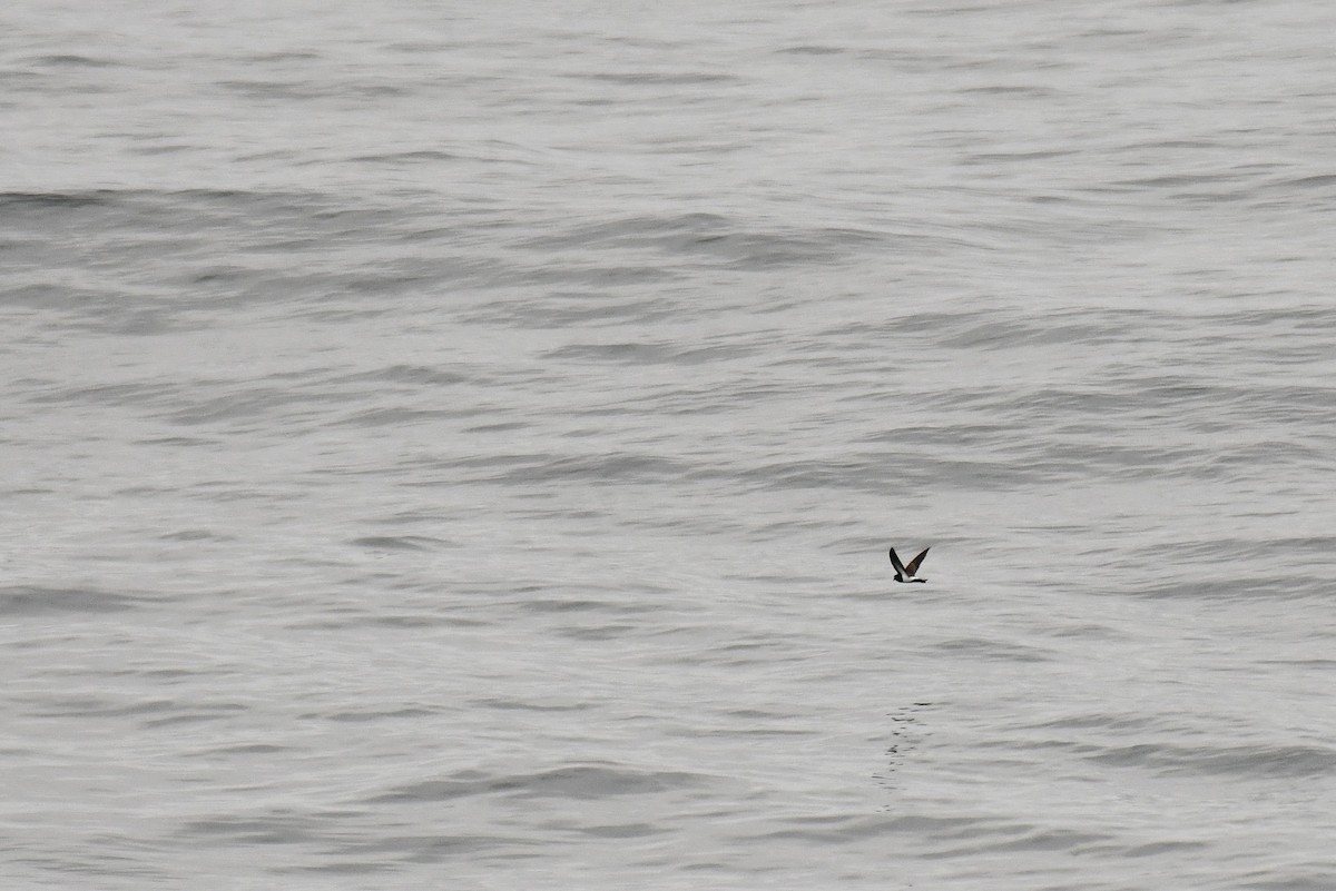 svartbukstormsvale - ML645734495