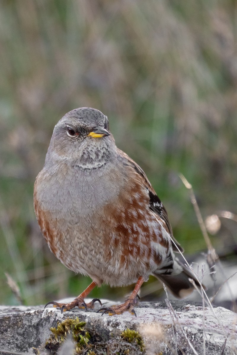 Alpine Accentor - ML645734500