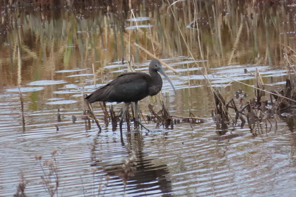 Glossy Ibis - ML645734502