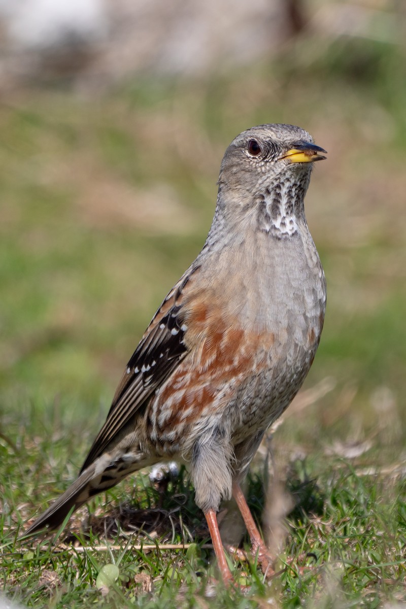 Alpine Accentor - ML645734505