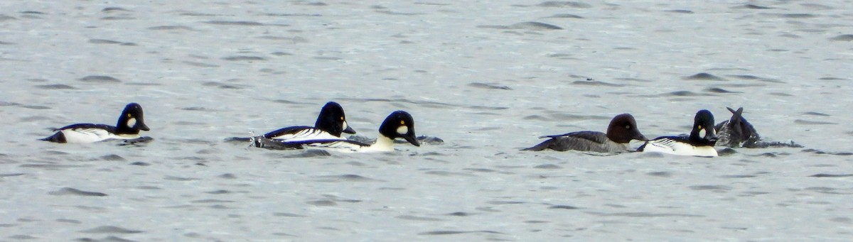 Quattrocchi - ML645734522