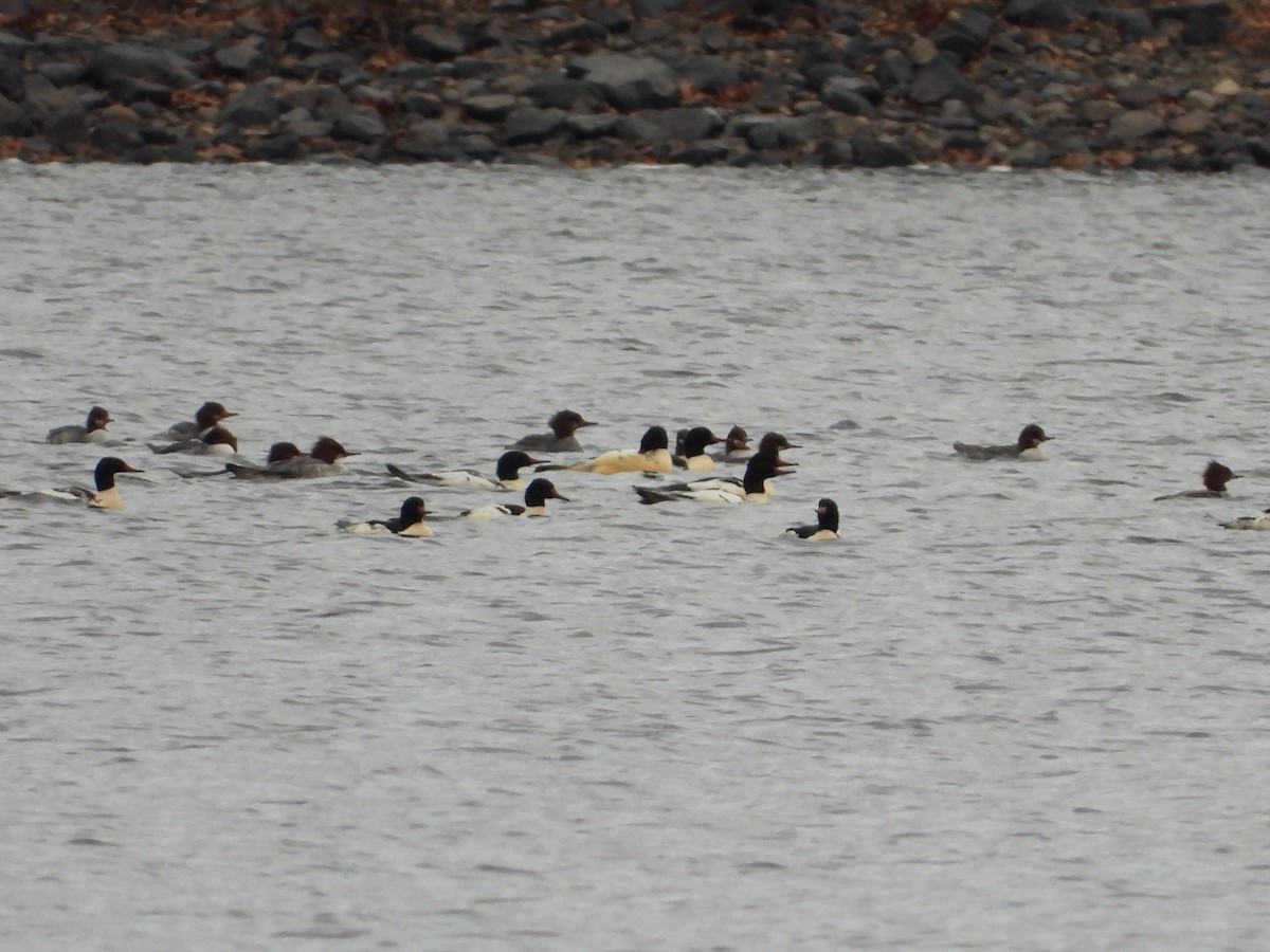 Smergo maggiore - ML645734525