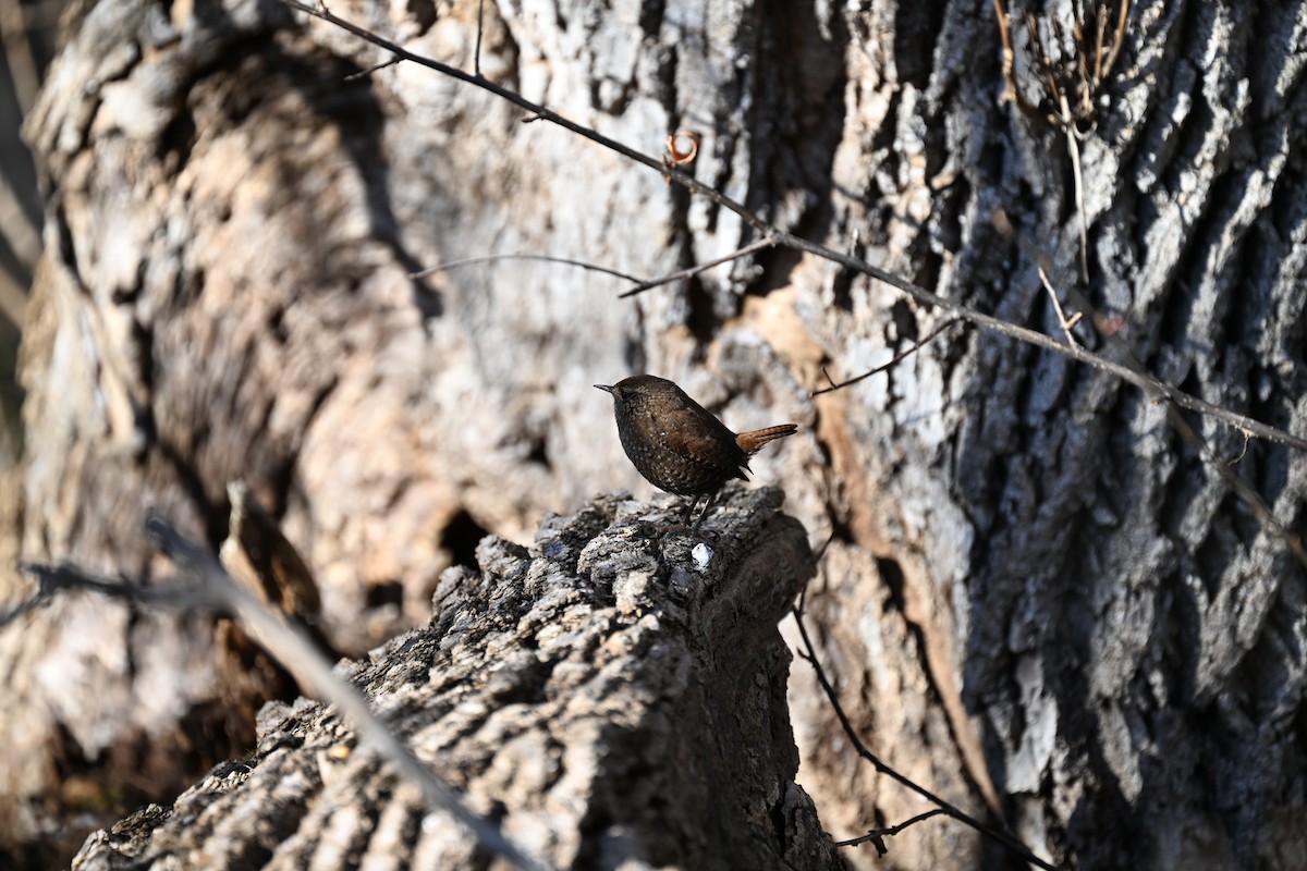 Winter Wren - ML645734529