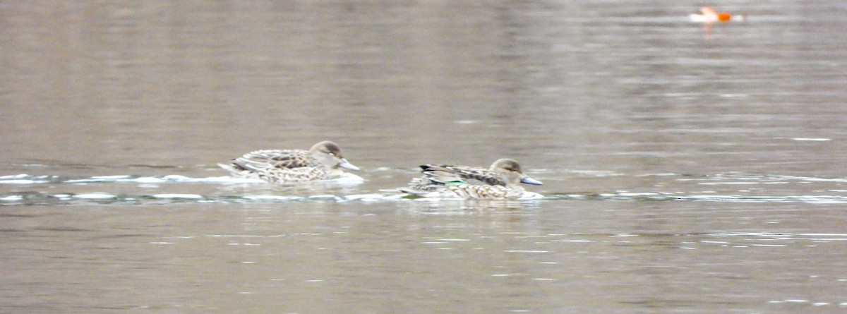 Alzavola - ML645734531