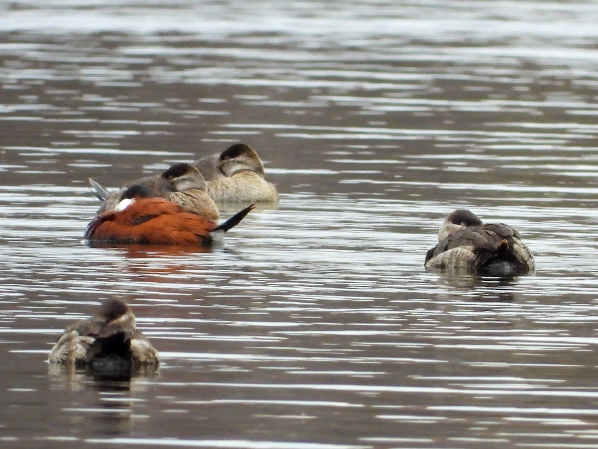 Gobbo della Giamaica - ML645734544