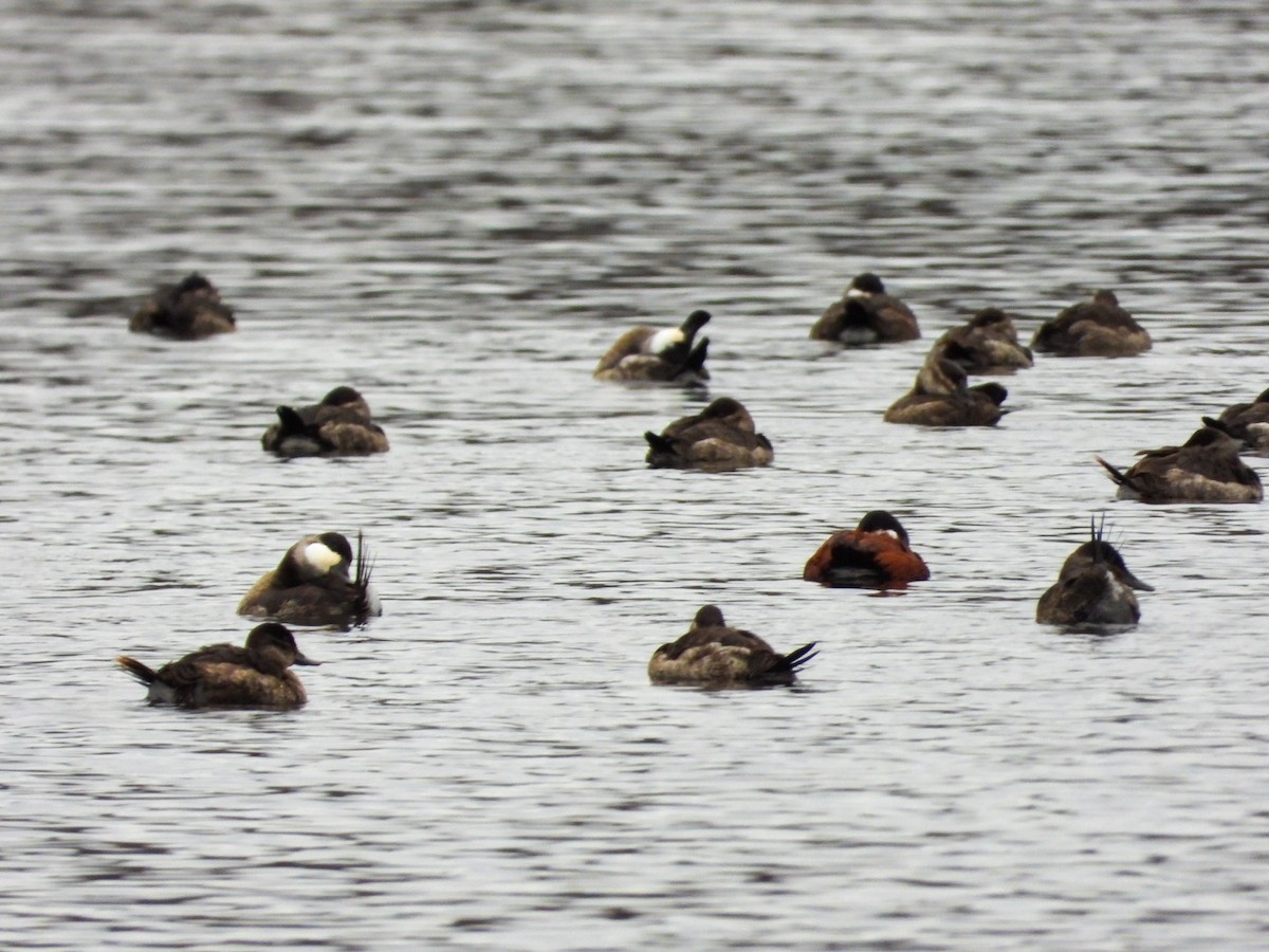 Gobbo della Giamaica - ML645734545