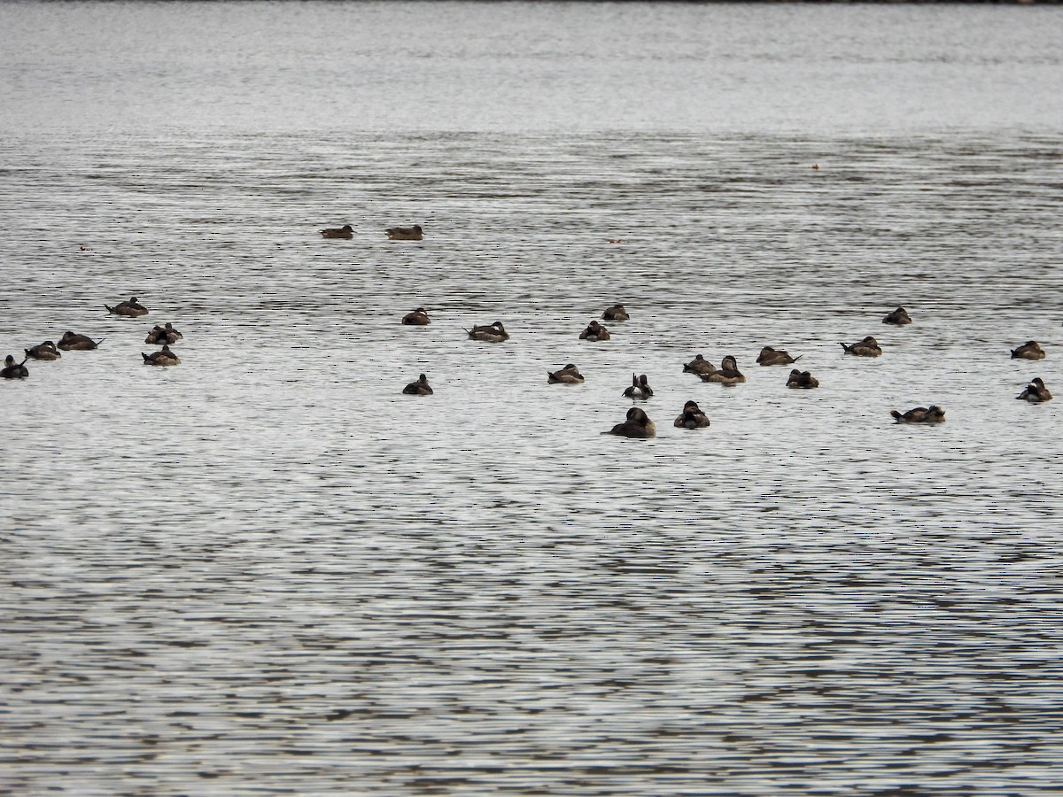 Gobbo della Giamaica - ML645734546