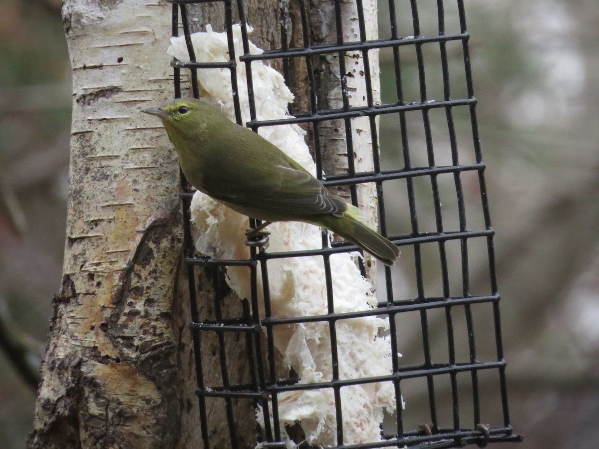 Orange-crowned Warbler - ML645734547